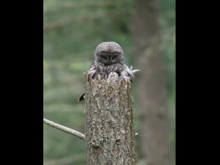 great gray owl by nathan clark(nathanclarkwildlife)/biology