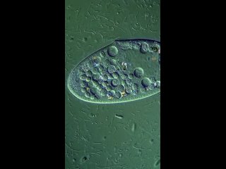 detail video of paramecium caudatum by miquel blasi/biology