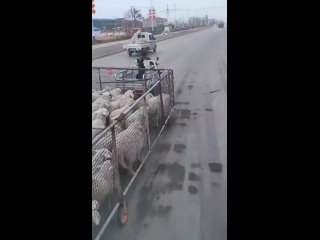 sheep on the road